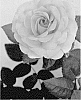 Rosa%20hybrida%20%27LIMprofessorleenean%27