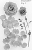 Rosa%20hybrida%20%27Poulren037%27