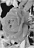 Rosa%20hybrida%20%27ALTsantared%27