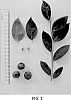 Vaccinium%20hybrid%20%27NS%2016-6%27