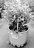 Vaccinium%20corymbosum%20%27BB17-321PT-1%27