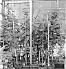 Malus%20Mill%20%27D2212%27