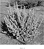 Leucophyllum%20frutescens%20X%20candidum%20%27Microburst%27