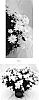 Chrysanthemum%20x%20morifolium%20%27CIFZ0103%27