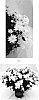 Chrysanthemum%20x%20morifolium%20%27CIFZ0103%27