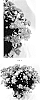 Chrysanthemum%20x%20morifolium%20%27CIFZ0102%27