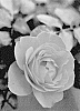 Rosa%20hybrida%20%27ALTorcaptain%27