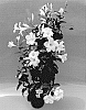 Mandevilla%20sanderi%20%27TVMD303%27