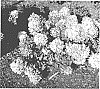 Hydrangea%20paniculata%20%27HYLV18535%27