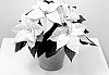 Euphorbia%20pulcherrima%20%27NPCW22387%27