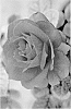 Rosa%20hybrida%20%27ALTsensation%27