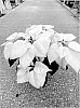 Euphorbia%20pulcherrima%20%27NPCW22405%27
