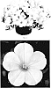 Petunia%20hybrida%20%27PEHY0078%27