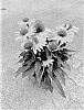 Echinacea%20purpurea%20%27BullEchipur%20112%27