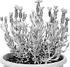 Lavandula%20stoechas%20%27Anouk%20Deluxe%201802%27