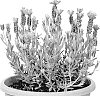 Lavandula%20stoechas%20%27Anouk%20Deluxe%201802%27