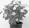 Rosa%20hybrida%20%27SRPylwko%27