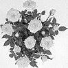 Rosa%20hybrida%20%27KORpot112%27