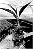 Prunus%20amygdalus%20x%20persica%20%27Pilowred%27