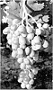 Vitis%20vinifera%20%27Itumseven%27