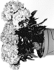 Hydrangea%20macrophylla%20%27HORE1602%27