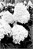 Hydrangea%20x%20paniculata%20%27COUHAGIE%27