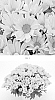 Chrysanthemum%20x%20morifolium%20%27CIDZ0114%27