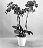 Phalaenopsis%20hybrid%20%27PHA632612%27