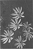 Leucadendron%20salignum%20x%20discolor%20%27AFTERBURNER%27