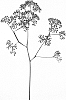 Limonium%20perezii%20%27DANLIMECNT%27