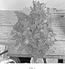Rosa%20hybrida%20%27KORpot119%27