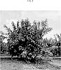 Psidium%20guajava%20%27SERRATO%2013%27