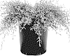 Kunzea%20ericoides%20%27LFKULI19%27