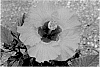 Hibiscus%20rosa-sinensis%20%27JBG%2019034%27