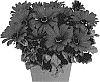 Osteospermum%20ecklonis%20%27Doostmarkar%27
