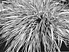 Hakonechloa%20macra%20%27LUCMULL%27