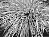 Hakonechloa%20macra%20%27LUCMULL%27