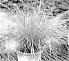 Miscanthus%20sinensis%20%27Gentle%20Breeze%27