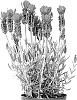 Lavandula%20stoechas%20%27Anouk%20Deluxe%201939%27
