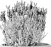 Lavandula%20stoechas%20%27Silver%20Dark%20Anouk%27