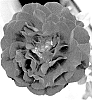 Rosa%20hybrida%20%27ALTchilli%27
