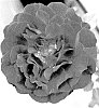 Rosa%20hybrida%20%27ALTchilli%27