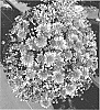 Chrysanthemum%20X%20morifolium%20%27Zanmutribe%20Dapi%27