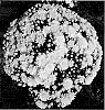 Chrysanthemum%20X%20morifolium%20%27Zanmutribe%20Yellow%27