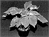 Caladium%20X%20hortulanum%20%27THAI%20STR%20OF17-1082%27
