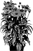 Echinacea%20hybrida%20%27IFECSSCAR%27