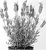Lavandula%20stoechas%20%27Anouk%20Deluxe%201945%27
