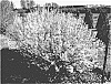 Forsythia%20hybrid%20%27UMNFOR01%27