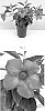 Mandevilla%20sanderi%20%28Hemsl.%29%20Woodson%20%27MANZ0026%27