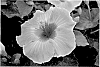 Hibiscus%20rosa-sinensis%20%27JBG%2019110%27